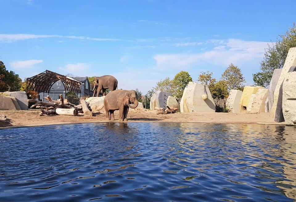 Amsterdam Artis zoo elephants foto Amsterdam Artis zoo elephants